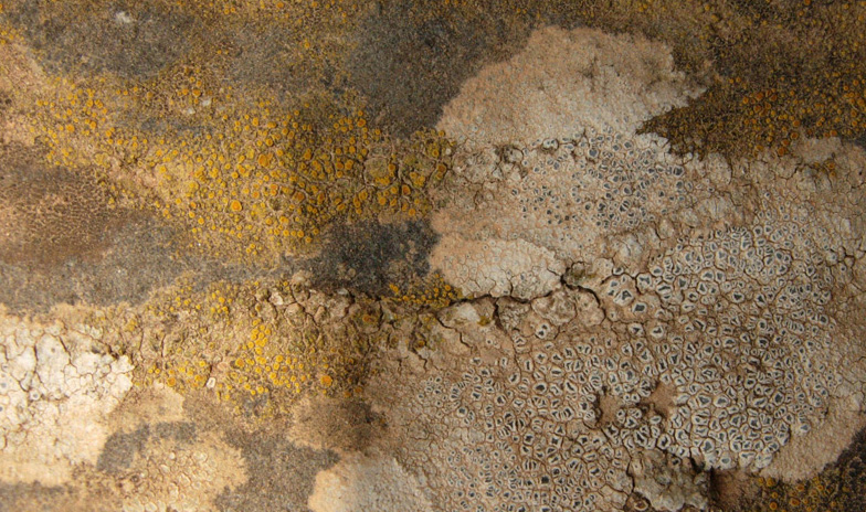 Da Creta: licheni da identificare 2